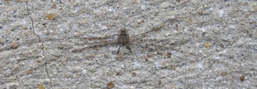 Dicranopalpus ramosus